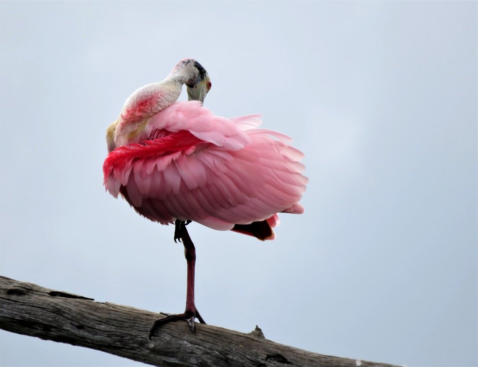 Roseatte Spoonbill