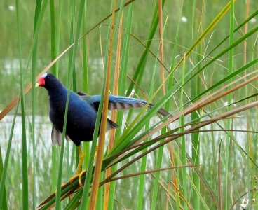 Purple Gallinule