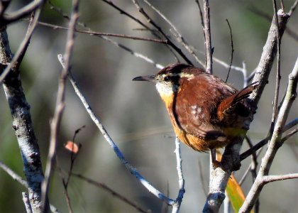 Carolina Wren photo