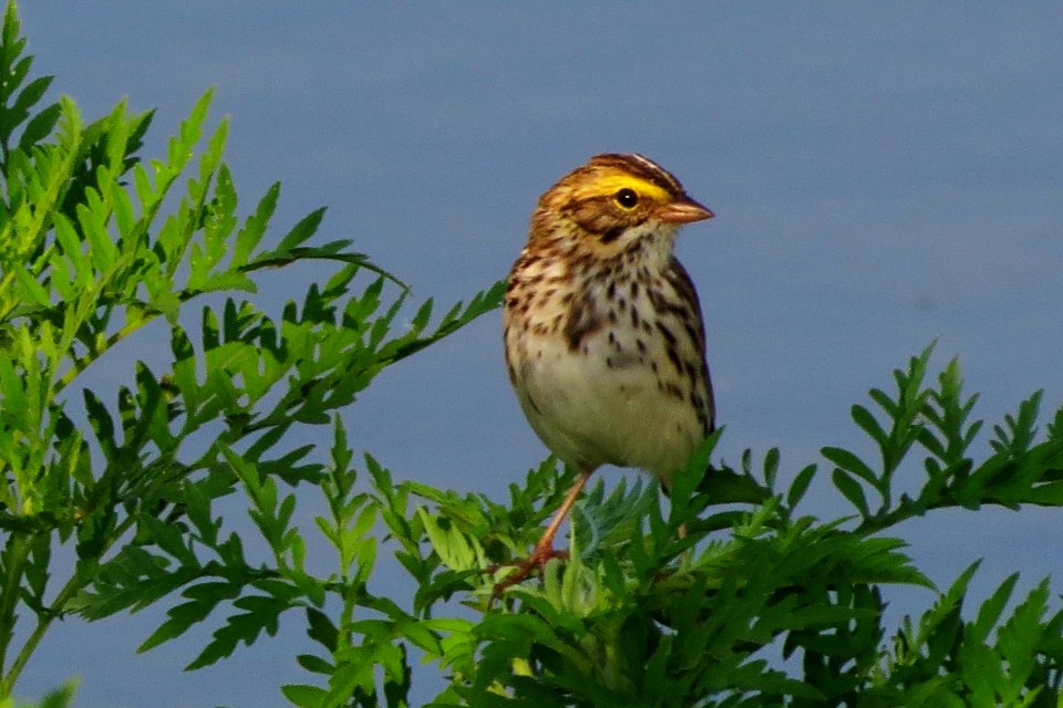 Savannah Sparrow photo