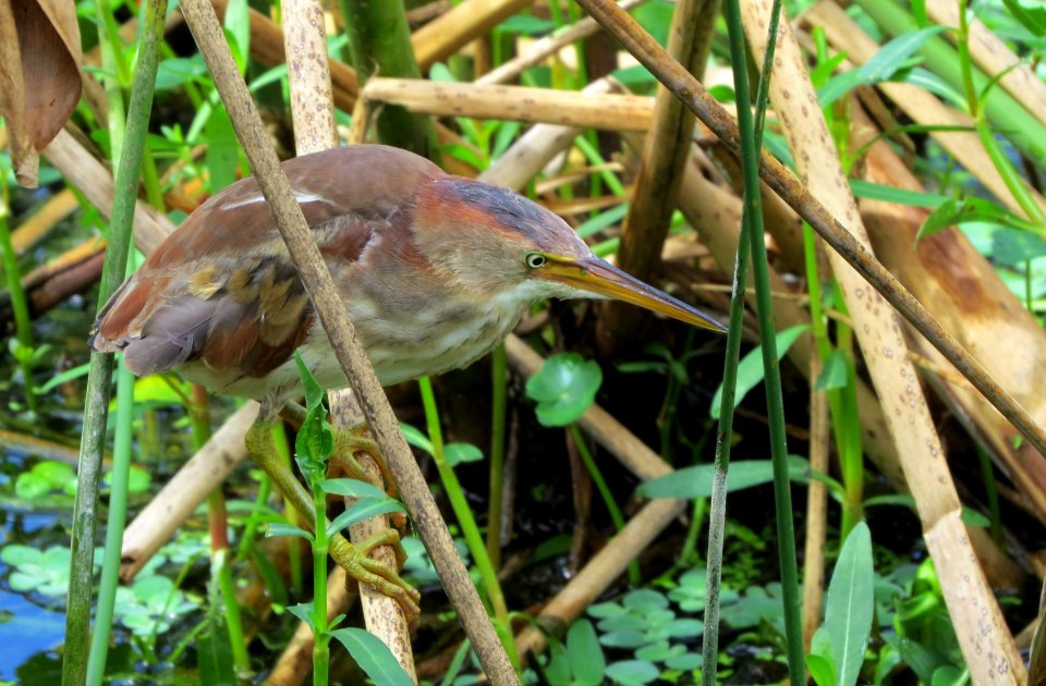 Least Bittern photo