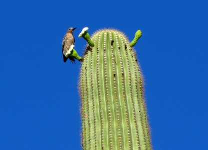 Gila Woodpecker