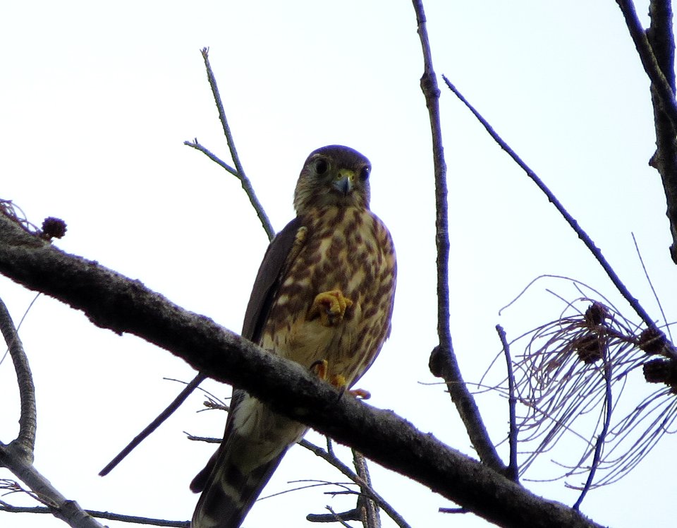 Merlin