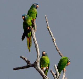 Blue-crowned Parakeets