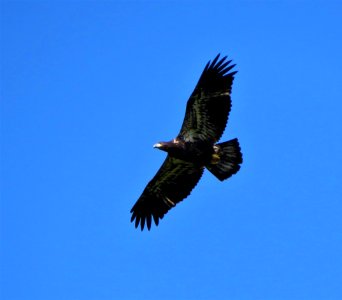 Fledgling Bald Eagle photo