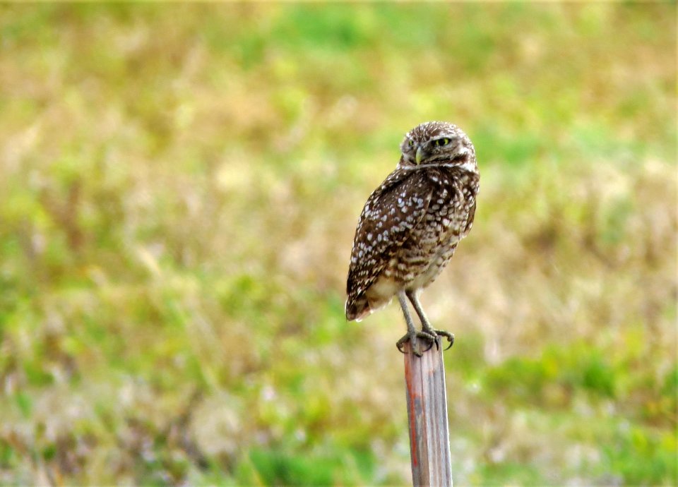 Burrowing Owl