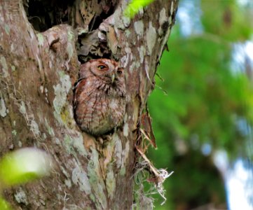 Eastern Screech-Owl