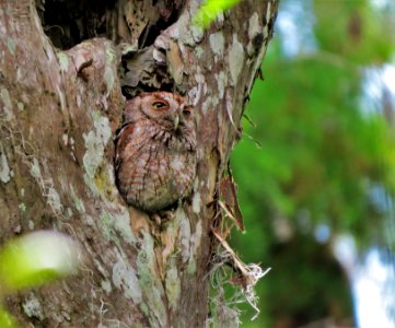 Eastern Screech-Owl photo