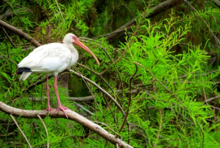 White Ibis photo