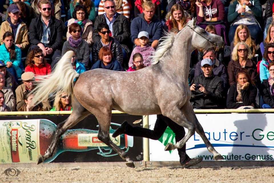 HP151277(c) Oliver-Seitz