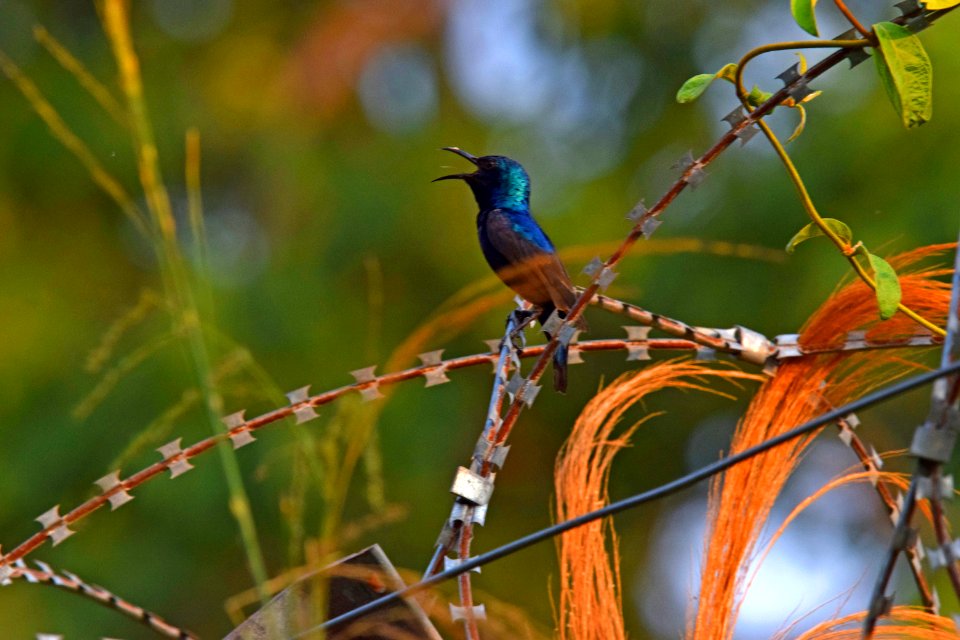 Purple Sunbird (Male)