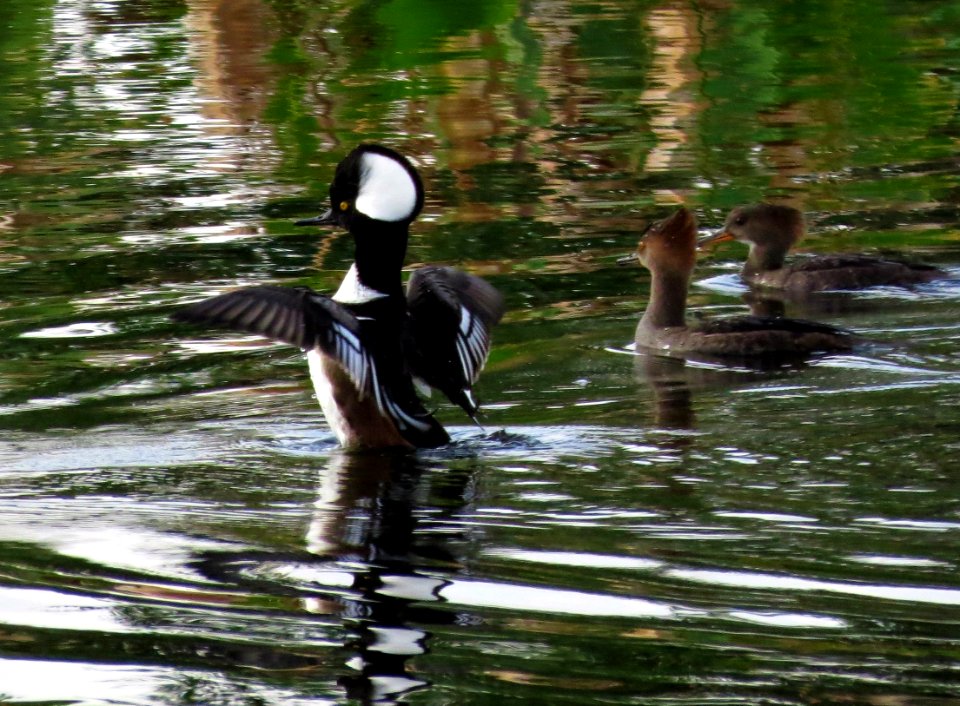 Hooded Mergansers photo