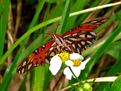 Gulf Fritillary Butterfly photo