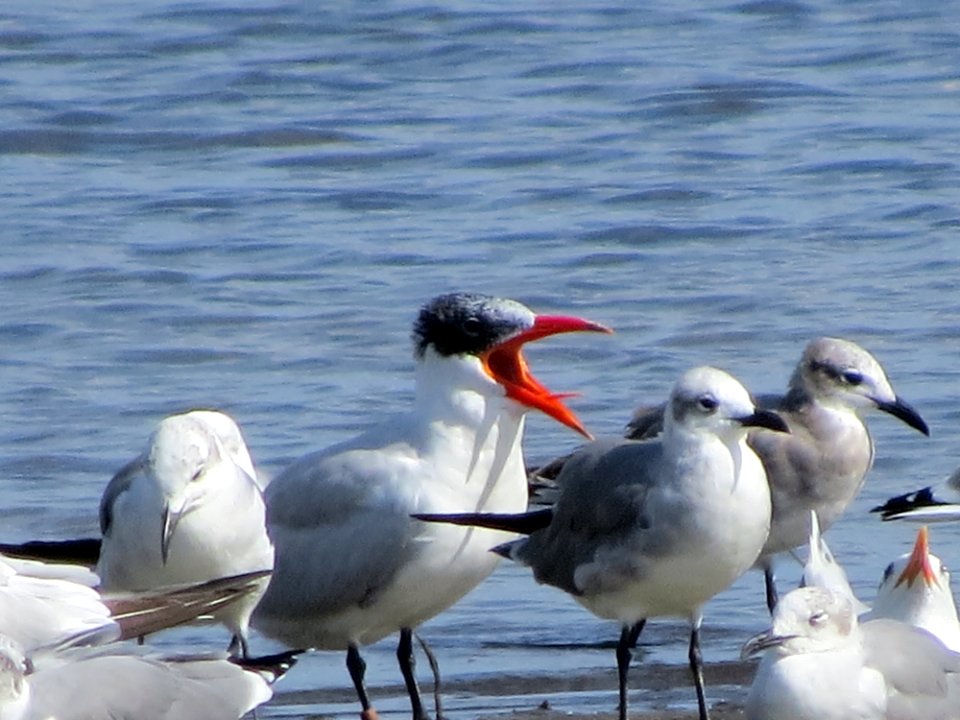Caspian Tern and friends