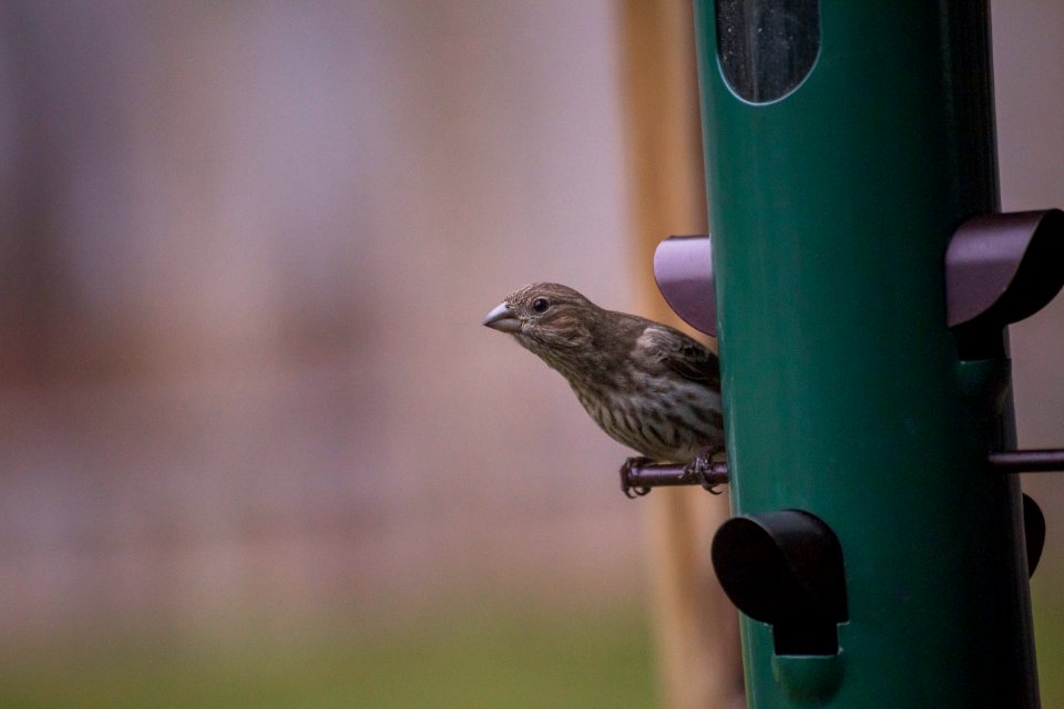 Bird