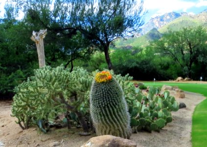 Golf Course at Ventana Canyon, Tucson photo