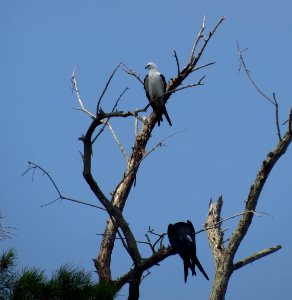 Swallow-tailed Kite family photo