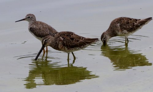 Shorebirds, Lesser Yellowlegs and Dowitchers photo