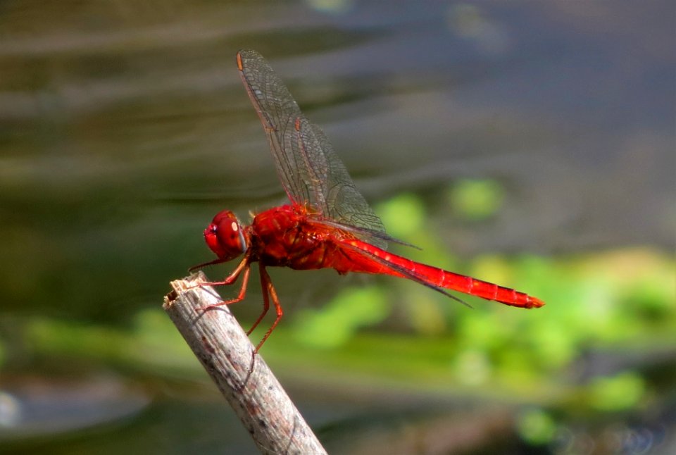 Dragonfly