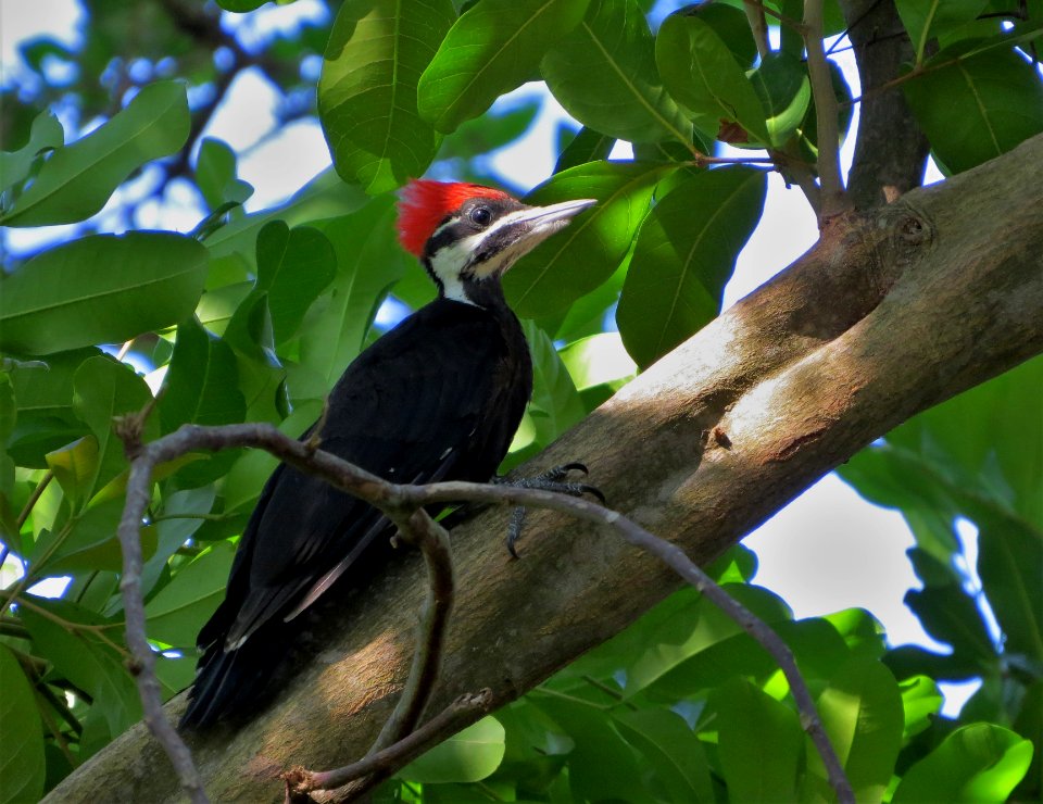Pileated Woodpecker