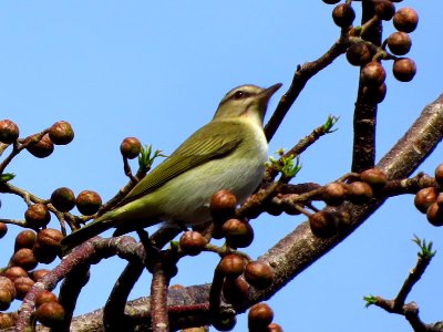 Black-whiskered Vireo