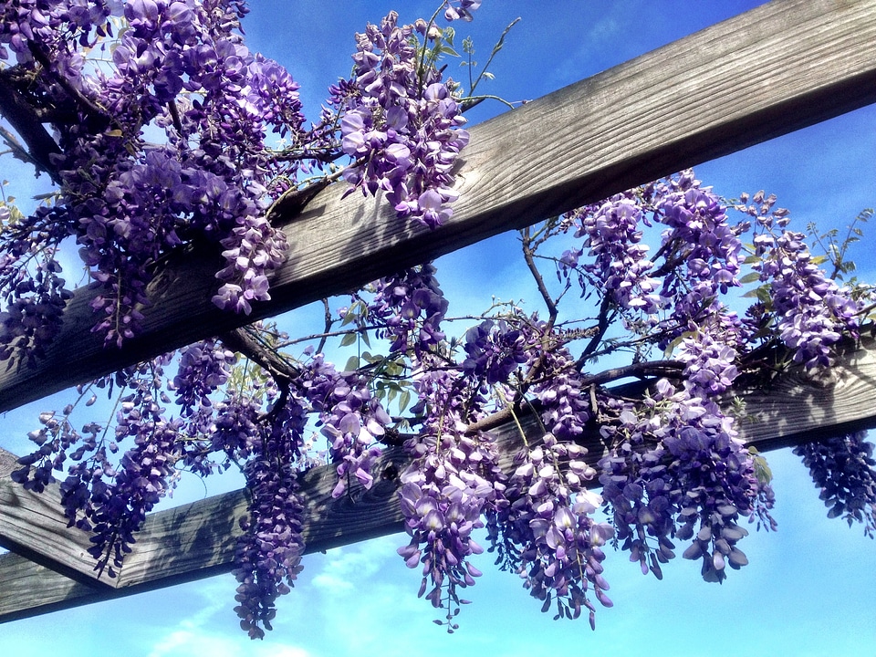 Flower garden blossom