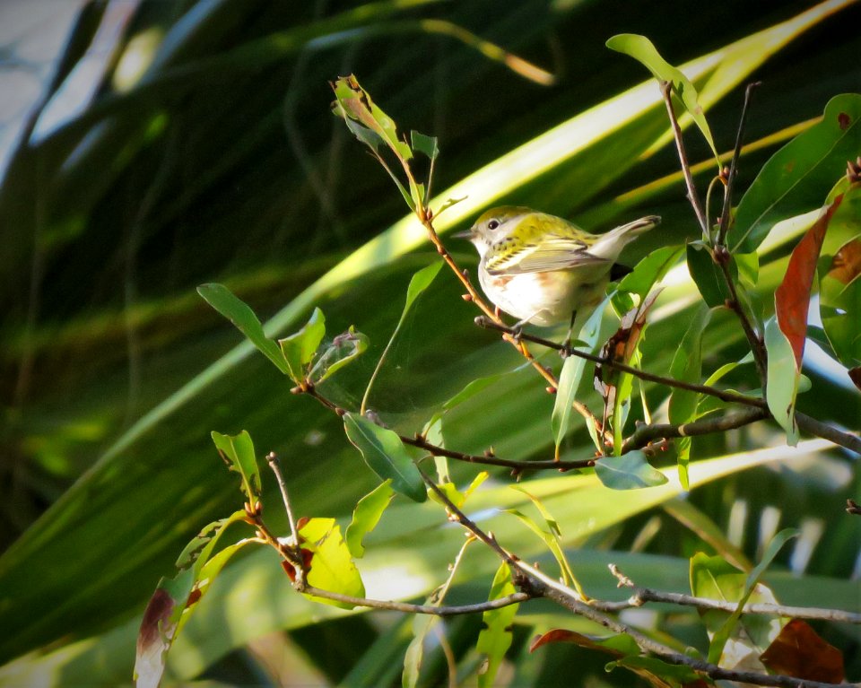 Chestnut-sided Warbler