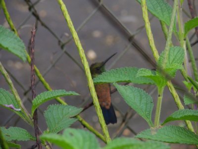 Copper-rumped Hummingbird