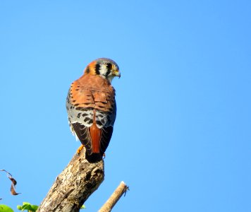 American Kestrel