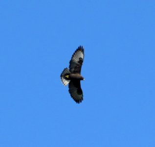 Short-tailed Hawk photo