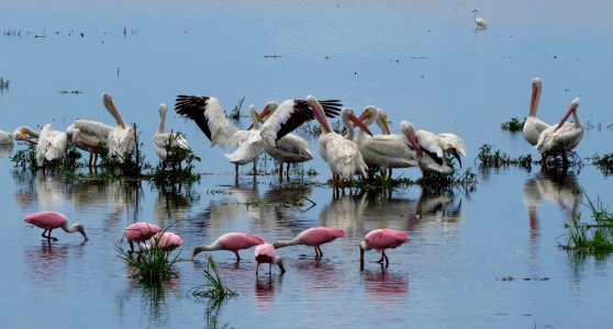 Ameria White Pelicans and Roseate Spoonbills photo