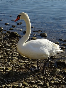Swans bird lake photo