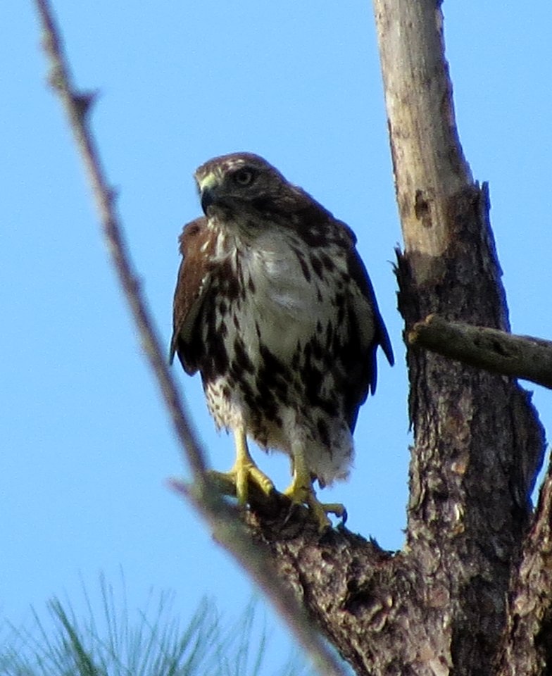 Red-tailed Hawk