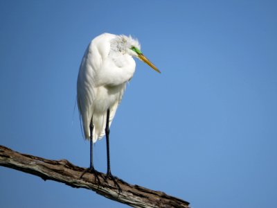 Great Egret photo