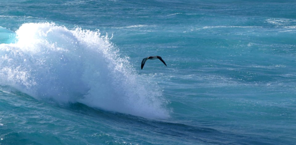 Cory's Shearwater photo