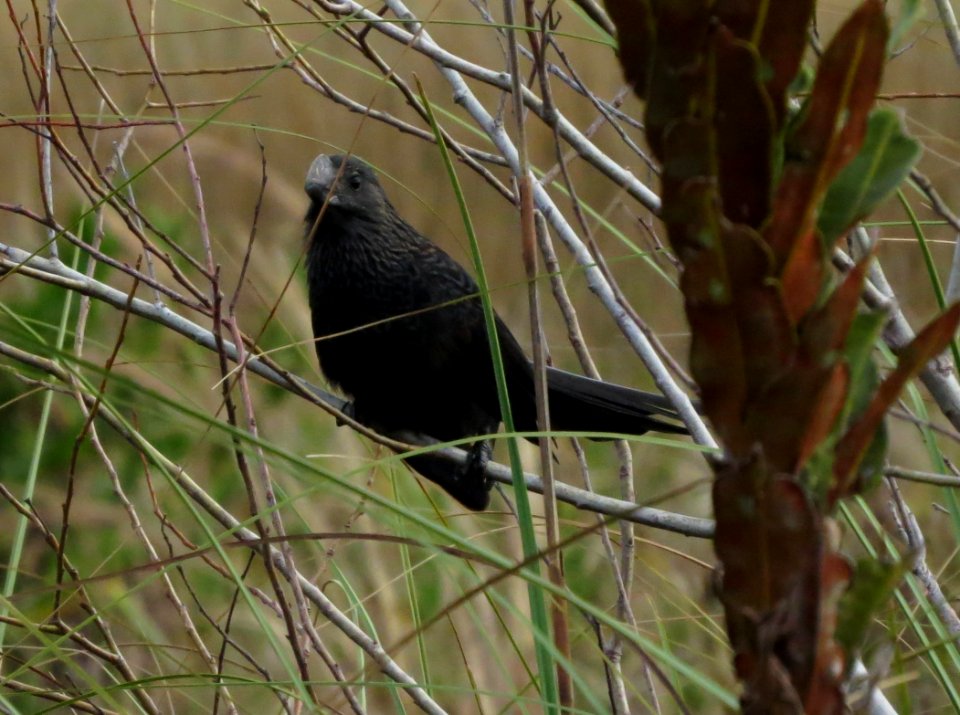 Smooth-billed Ani