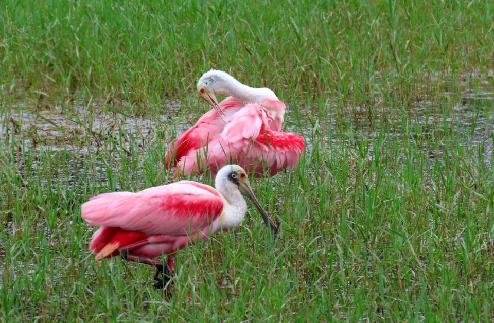 Roseate Spoonbills