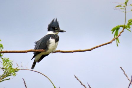 Belted Kingfisher photo