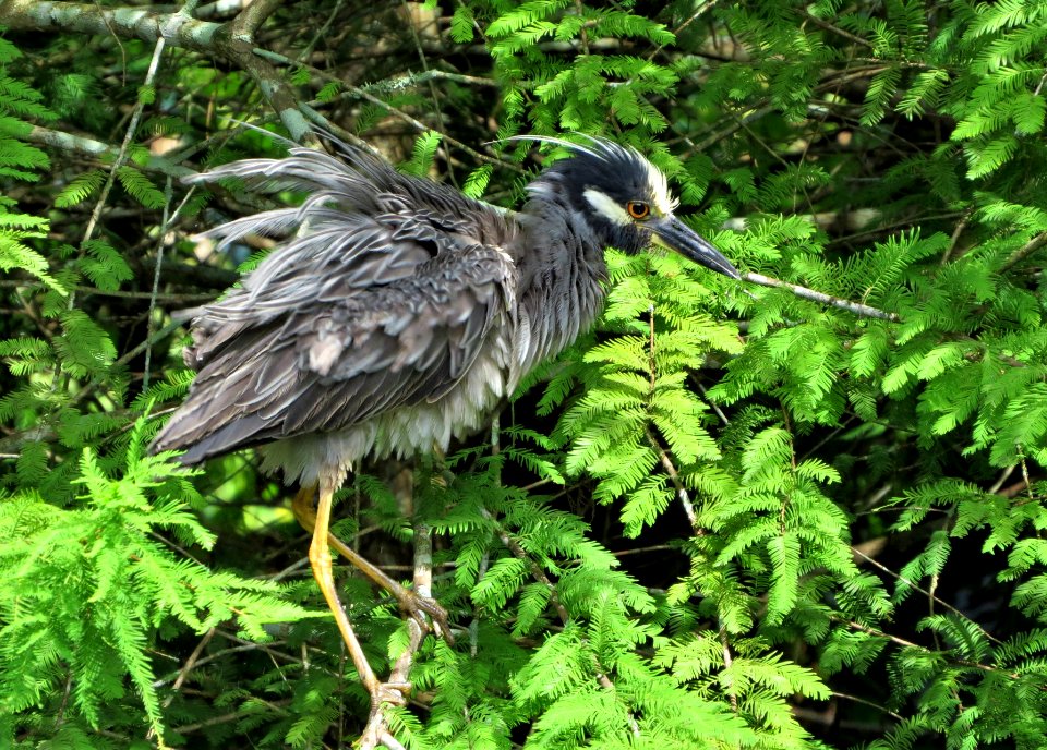 Yellow-crowned Night Heron