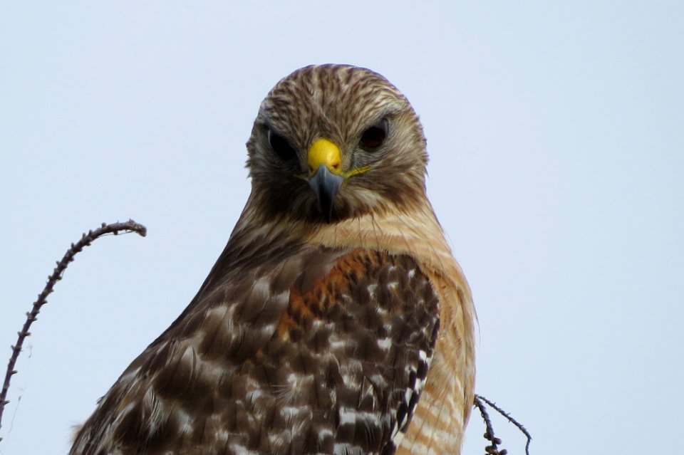 Red-shouldered Hawk