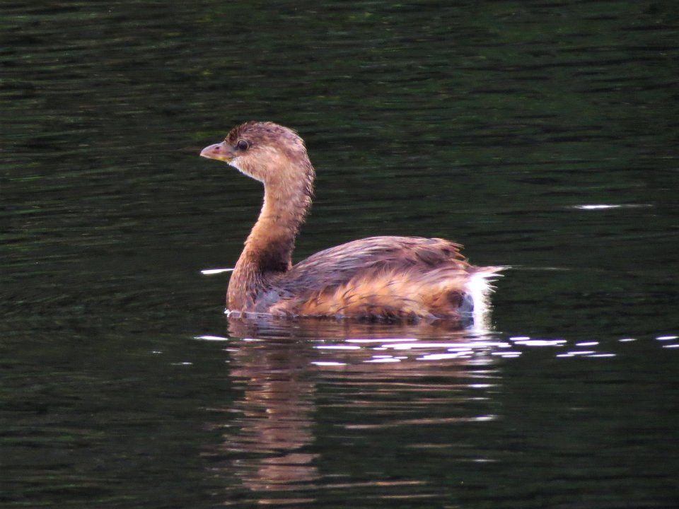 Pied-billed Grebe