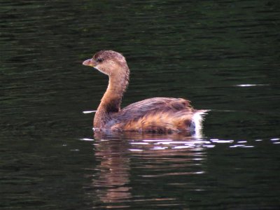 Pied-billed Grebe