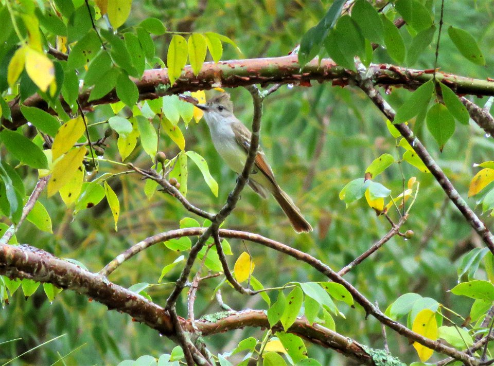 Ash-throated Flycatcher