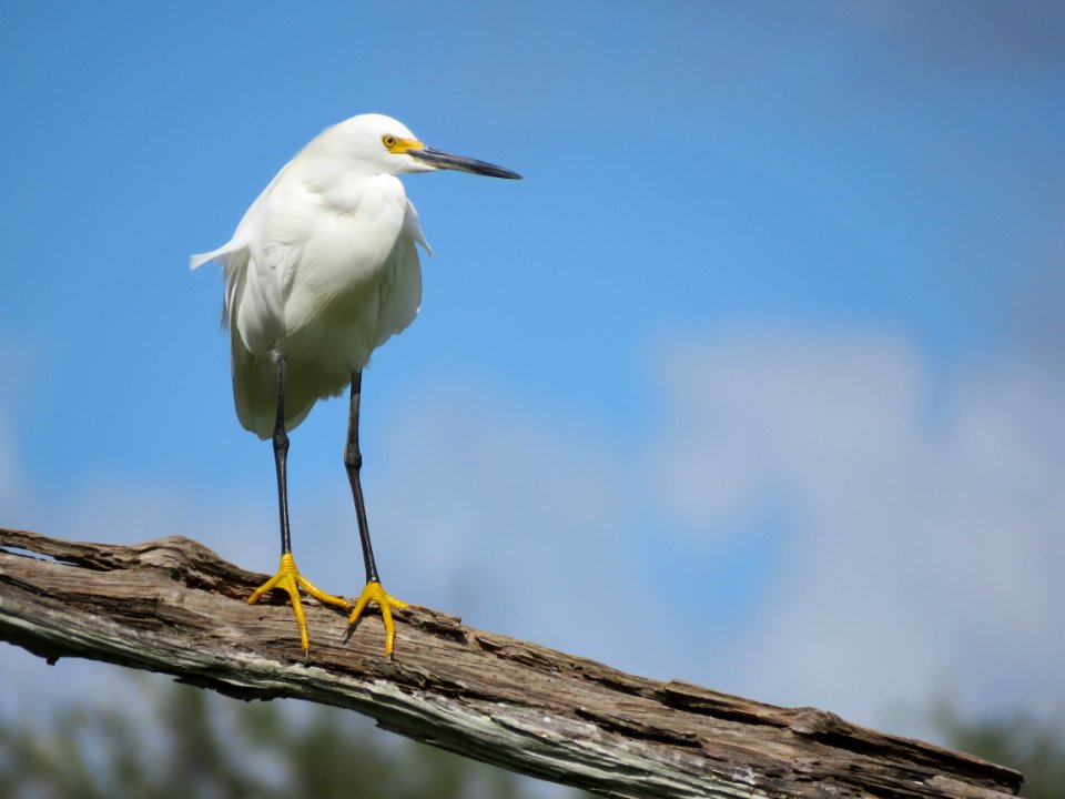 Snowy Egret photo