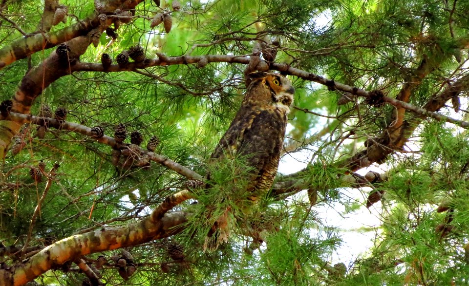 Great Horned Owl