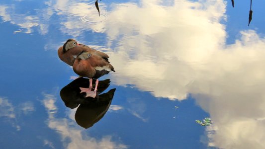 Black-bellied Whistling Ducks