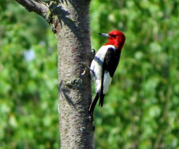 Red-headed Woodpecker