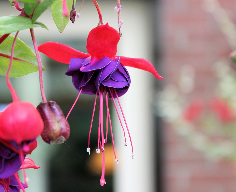 Flower nature garden