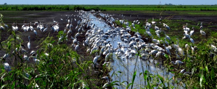 AG fields feeding frenzy