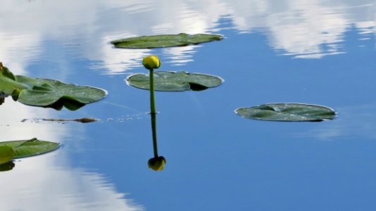 Spatterdock